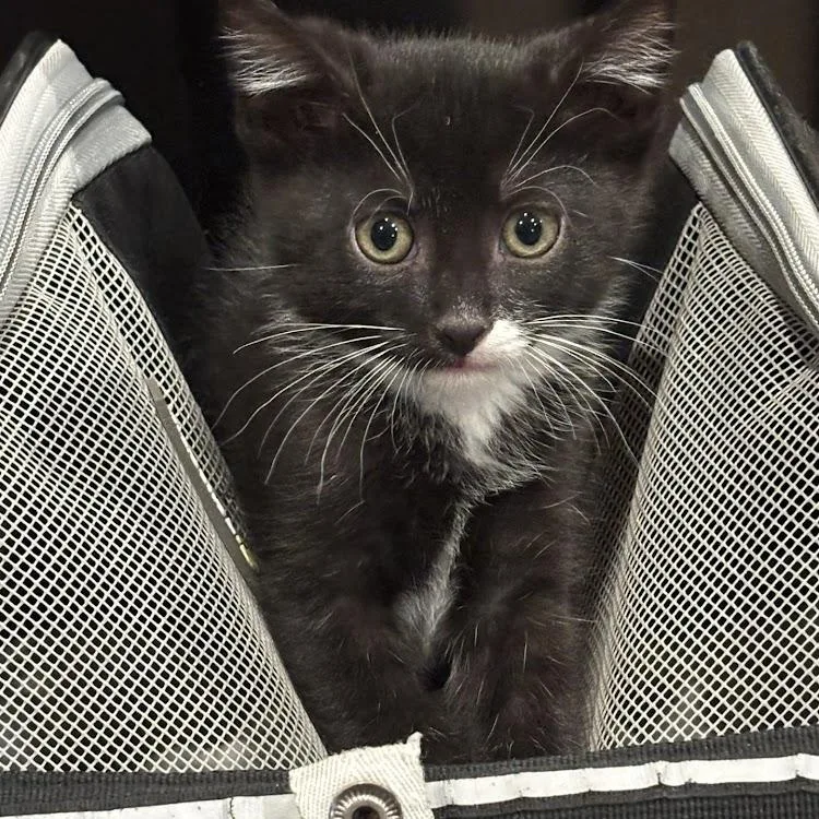 A baby medium-sized male Black & White / Tuxedo Domestic Medium Hair cat named Vinny for adoption in Johnson City, TN