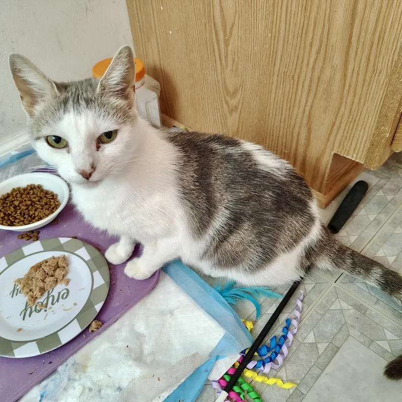 A young medium-sized female Tabby (Gray / Blue / Silver) Domestic Short Hair cat named Curtain Call for adoption in Richmond, VA