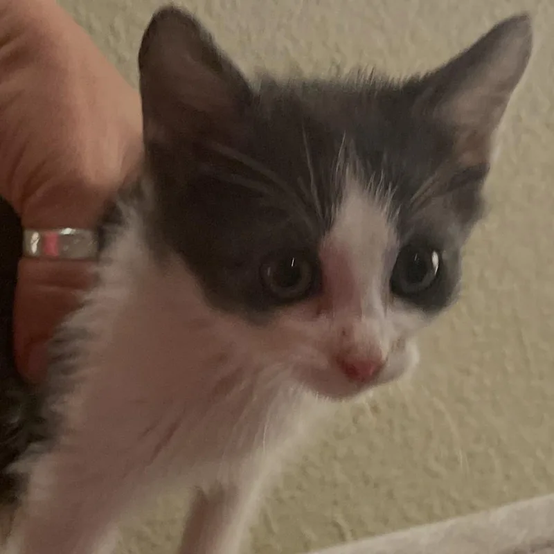 A baby small-sized male Gray / Blue / Silver Domestic Short Hair cat named Quesadilla for adoption in Garfield, AR