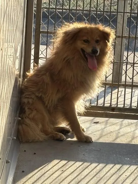 A young medium-sized male Pomeranian dog named Nacho for adoption in Camarillo, CA