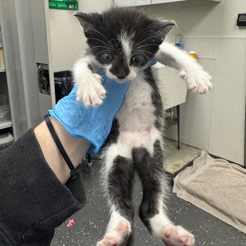 A baby small-sized male Black Domestic Short Hair cat named Bullseye for adoption in Columbiana, AL