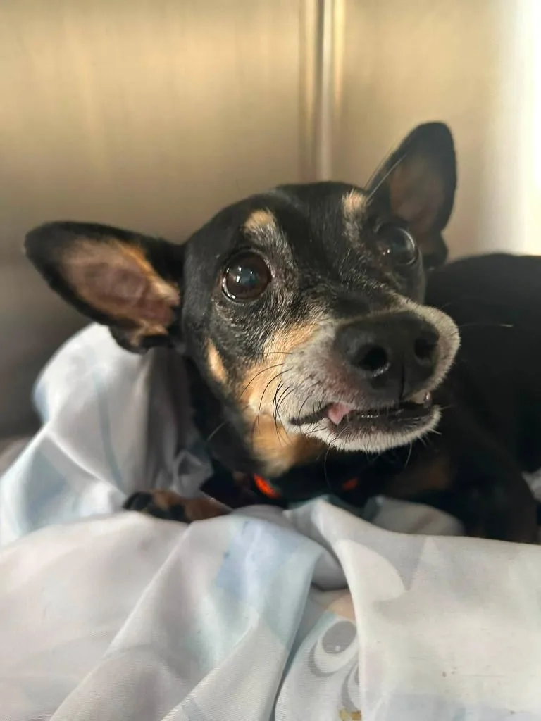 A senior medium-sized male Chihuahua dog named Smokey for adoption in Warren, MI