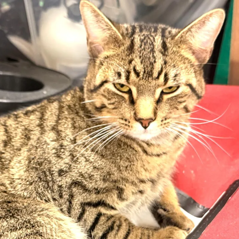 A young small-sized male Brown / Chocolate Domestic Short Hair cat named Rocky Mccarthy for adoption in Merrifield, VA