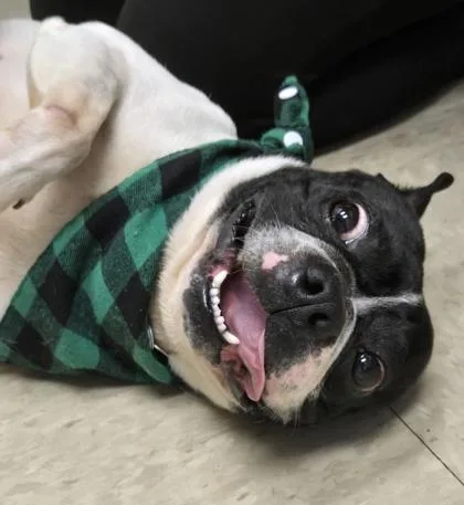 An adult small-sized male Black Mixed Breed dog named Gunther for adoption in Hamilton, OH