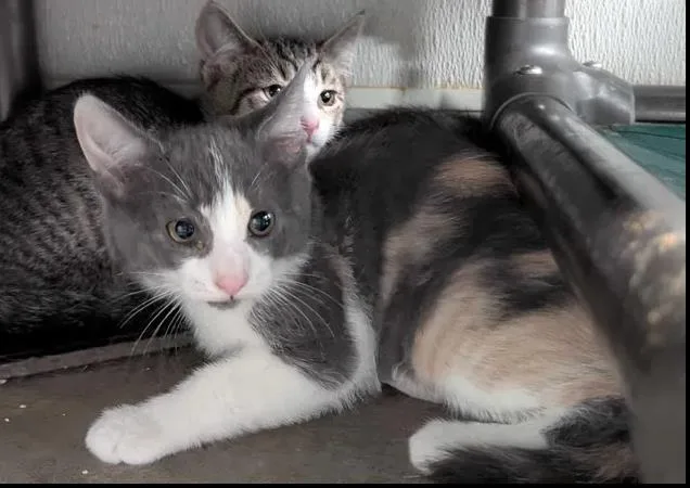 A baby small-sized female Domestic Medium Hair cat named Dewdrop for adoption in Brunswick, GA