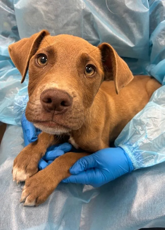 A baby medium-sized female Terrier dog named Mimosa for adoption in Hartsville, SC