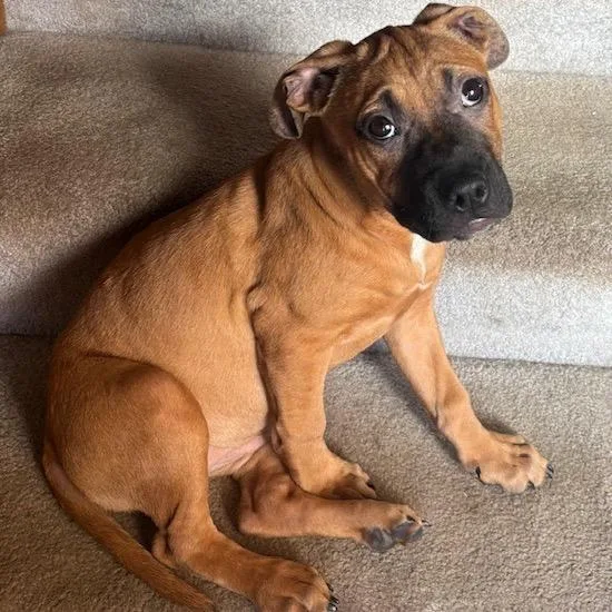 Lois Lane thumbnail 3