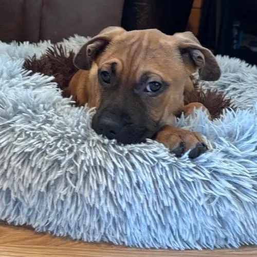 Lois Lane thumbnail 5