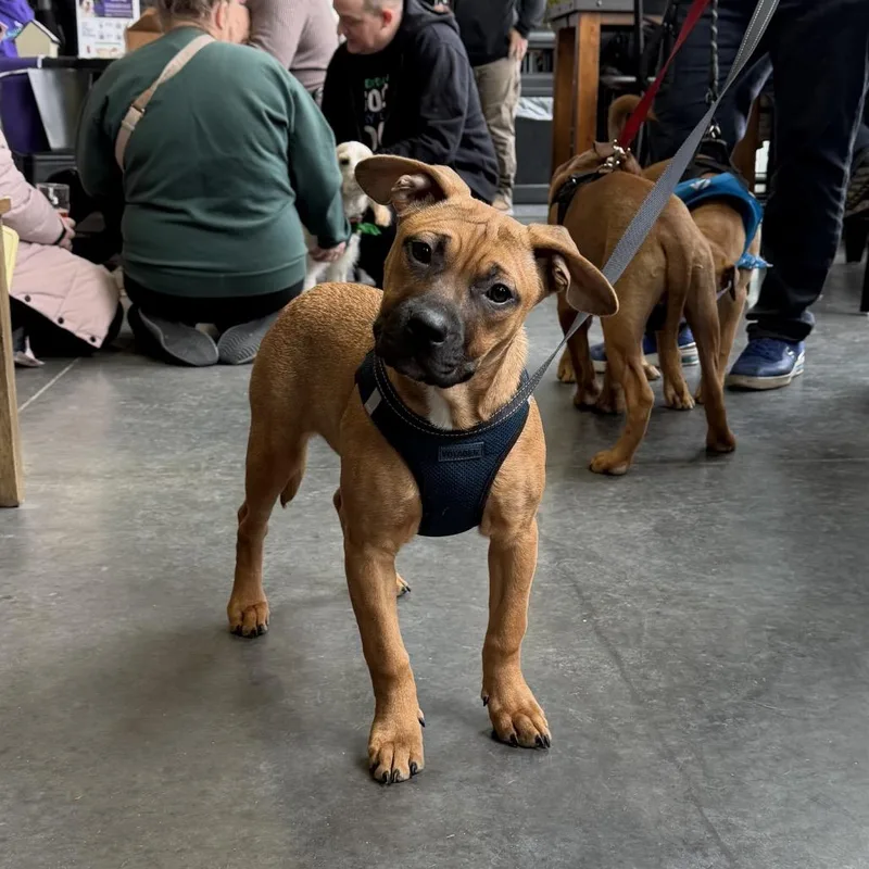 Lois Lane thumbnail 6