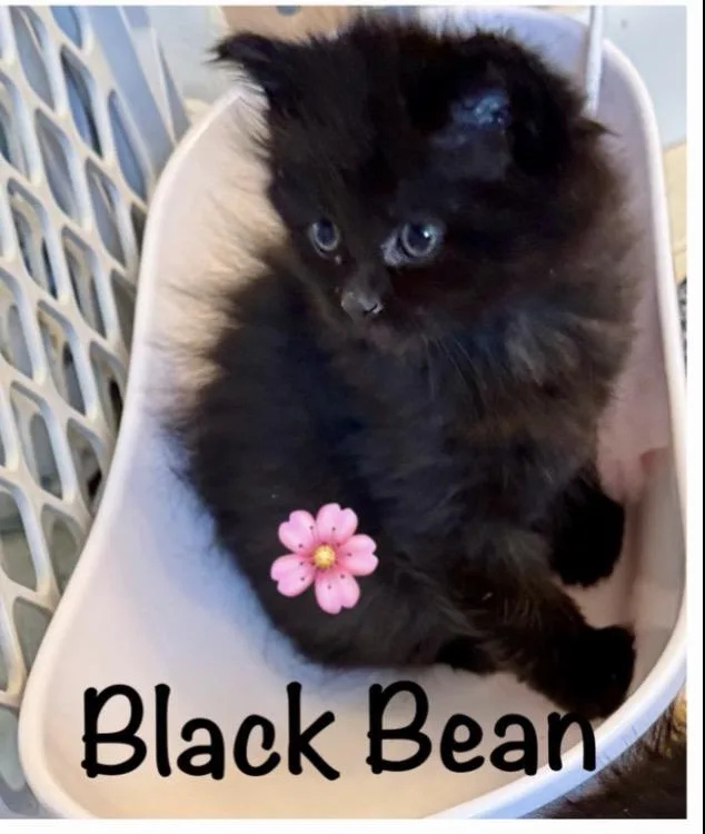 A baby small-sized male Black Domestic Short Hair cat named Black Bean for adoption in Rochester Hills, MI