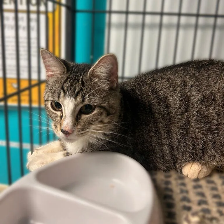 An adult medium-sized male Brown / Chocolate Domestic Short Hair cat named Who's That Dude for adoption in Davenport, IA