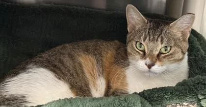 Pop Tart thumbnail 2