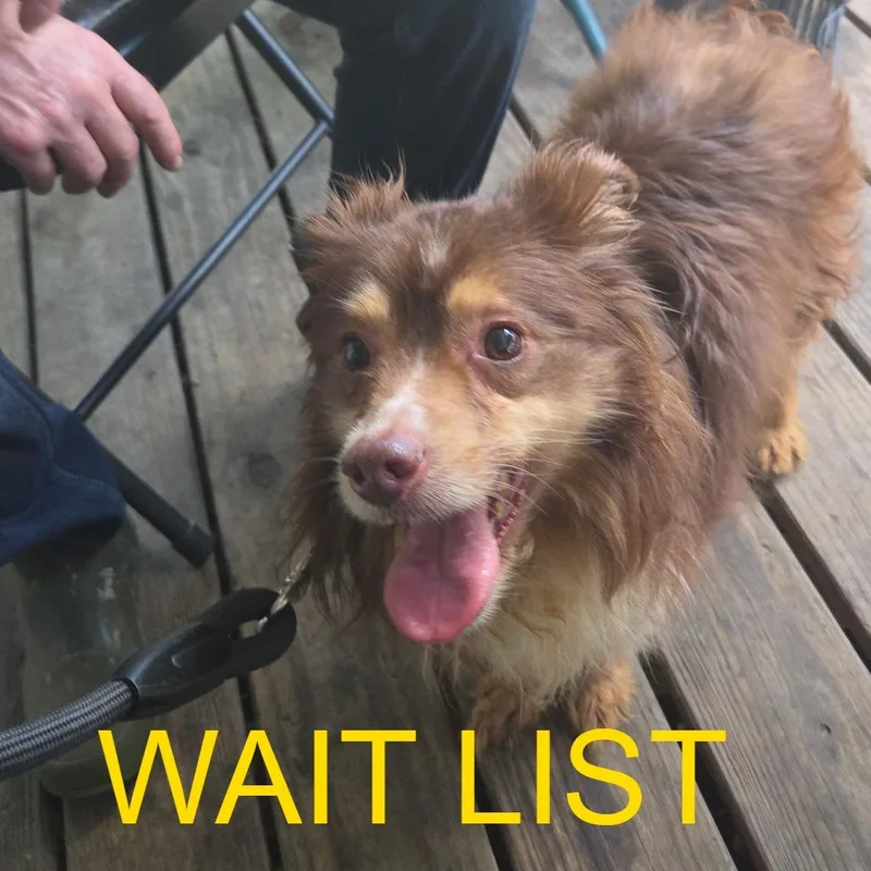 An adult medium-sized female Red / Chestnut / Orange Australian Shepherd dog named Sky for adoption in Livingston, TX