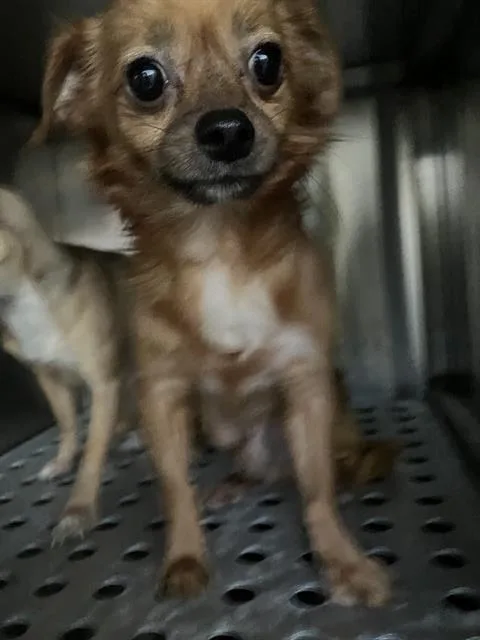 A young medium-sized male Chihuahua dog named Jojo for adoption in Dallas, TX
