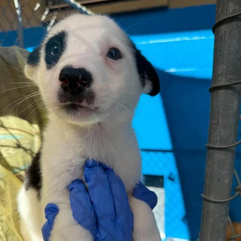 A baby small-sized male White / Cream Pomeranian dog named River for adoption in San Diego, CA