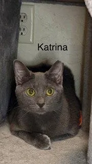 Katrina thumbnail 2