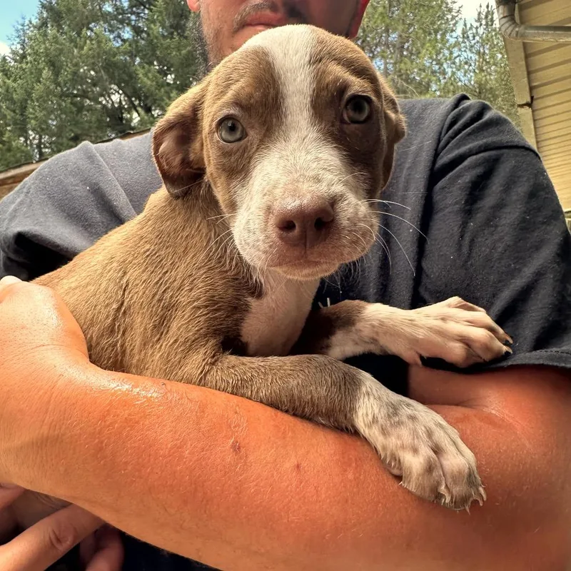 A baby medium-sized female Red / Chestnut / Orange American Staffordshire Terrier dog named Freeda for adoption in Point Richmond, CA