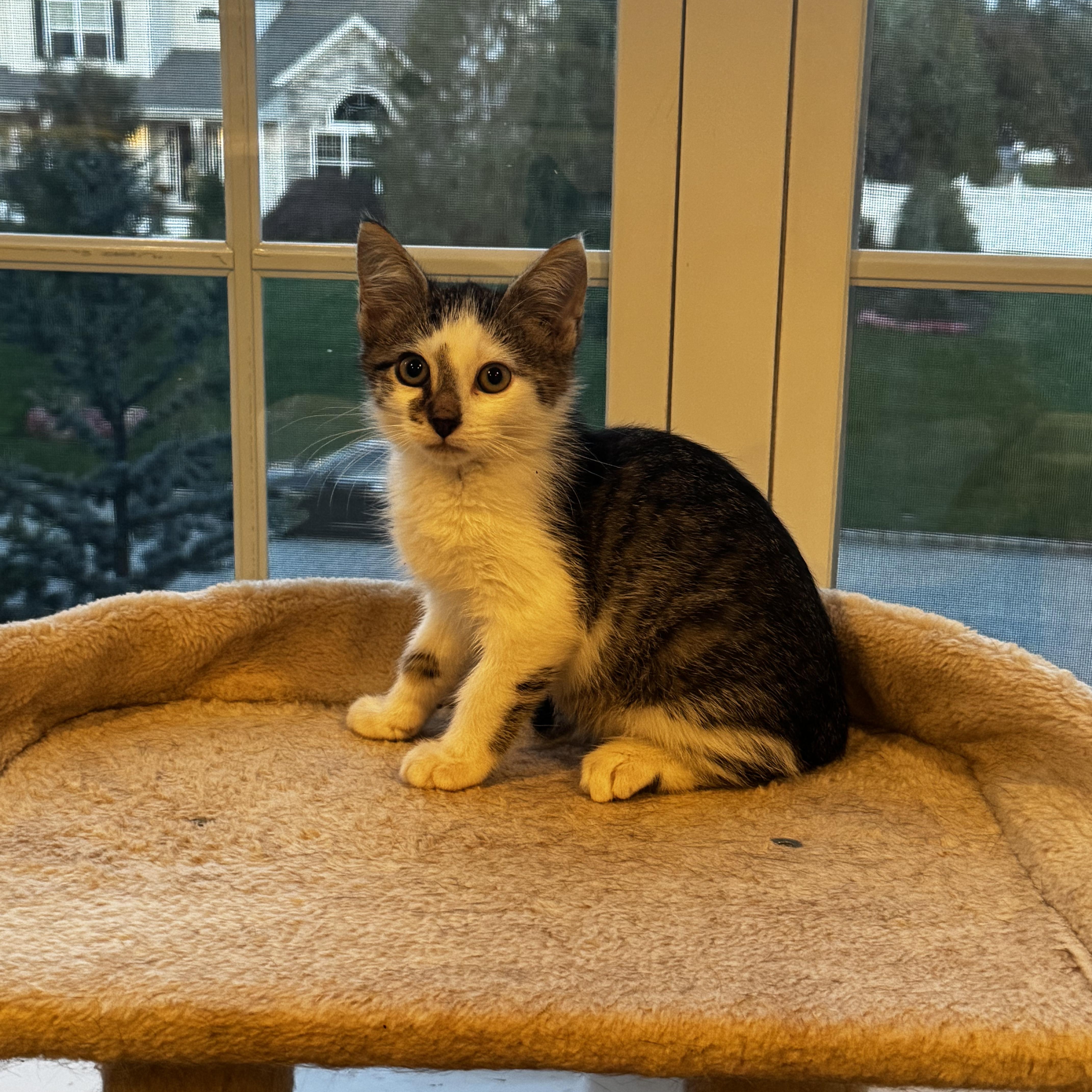 A baby medium-sized male Tabby (Brown / Chocolate) Domestic Short Hair cat named Ezra for adoption in Moriches, NY