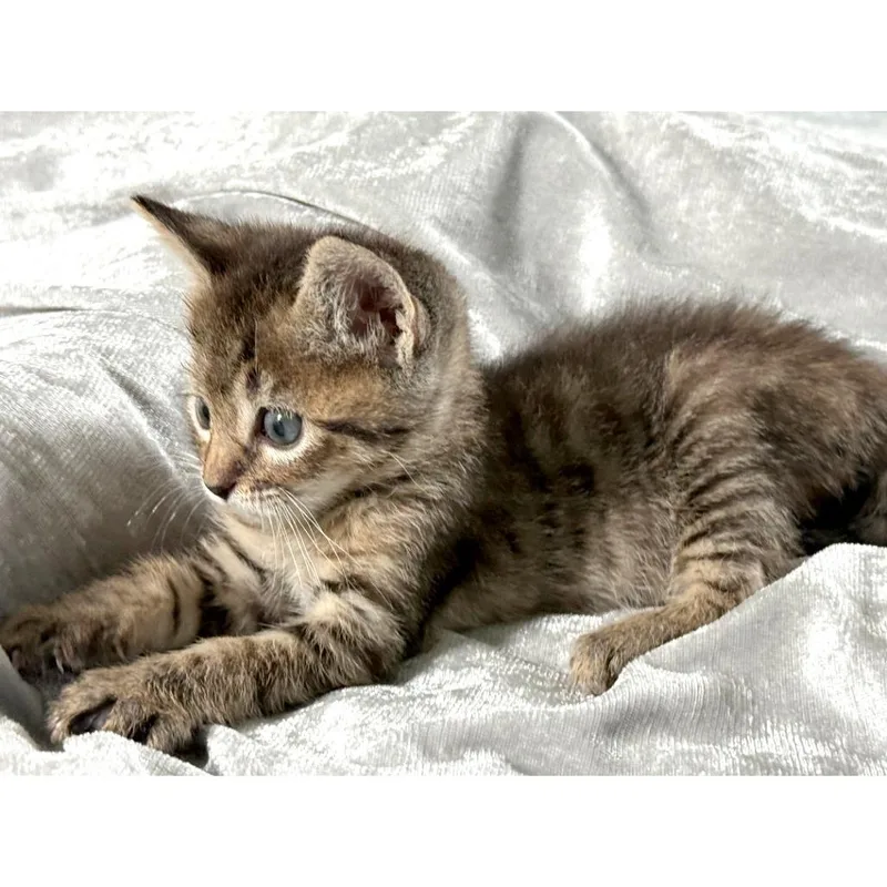 A baby small-sized female Brown / Chocolate Domestic Short Hair cat named Kia Stinger for adoption in Austin, TX