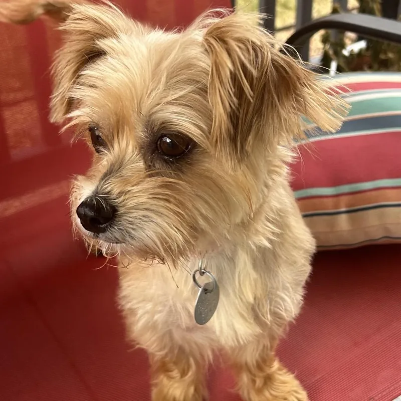 A senior small-sized female Yellow / Tan / Blond / Fawn Yorkshire Terrier dog named Catherine for adoption in Houston, TX