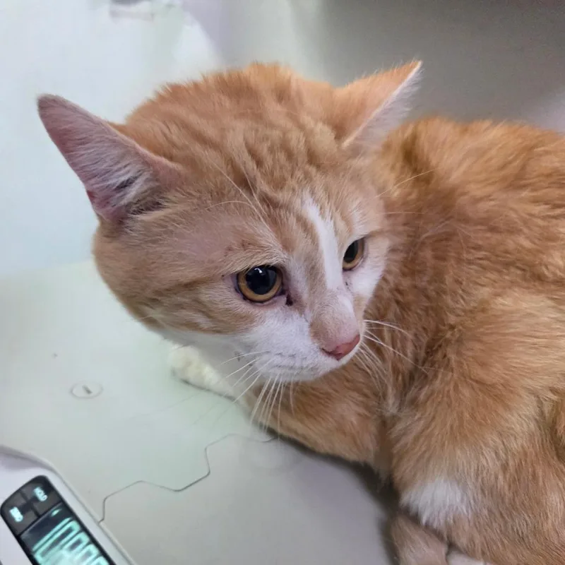A senior large-sized male Orange / Red Domestic Medium Hair cat named Topsy for adoption in Charleston, WV