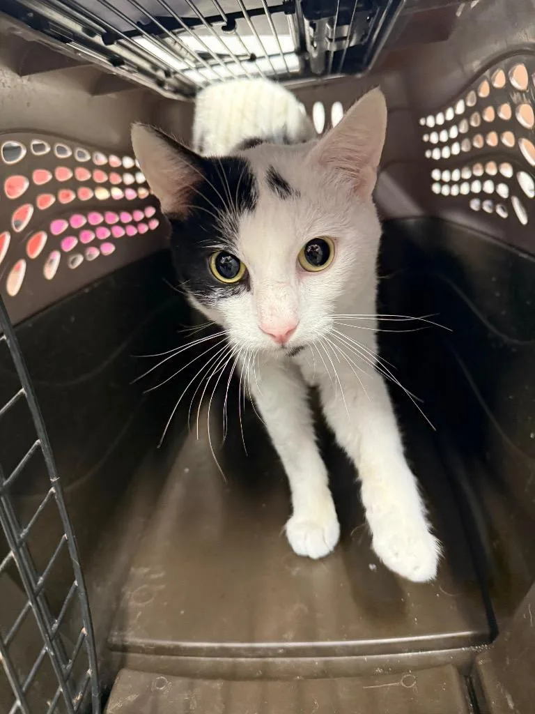 A young small-sized male Domestic Short Hair cat named Alpurrrt for adoption in Thousand Oaks, CA