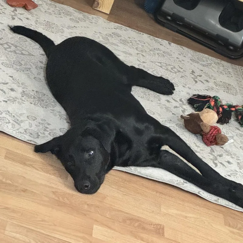 A young large-sized male Black Labrador Retriever dog named Pluto for adoption in Crystal, MN