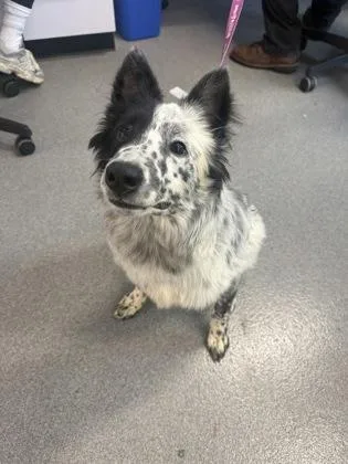 An adult medium-sized male Mixed Breed dog named Poncho for adoption in West Chester, PA