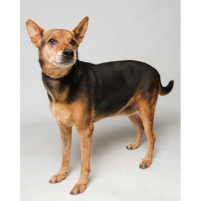 A senior large-sized male Brown / Chocolate German Shepherd Dog dog named Boo Bear for adoption in Palm Springs, CA