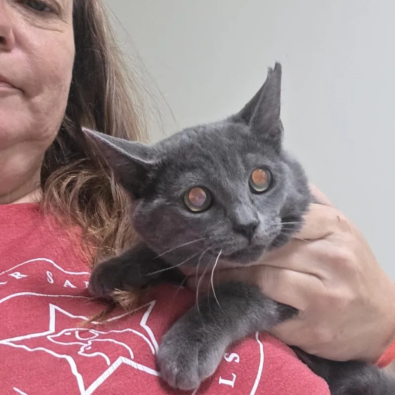 A baby small-sized female Gray / Blue / Silver Domestic Short Hair cat named Jahari for adoption in Midland, TX