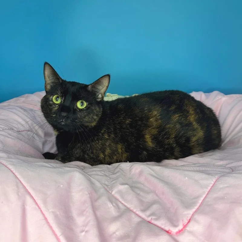 An adult large-sized female Tortoiseshell Domestic Short Hair cat named Emmy for adoption in San Antonio, TX