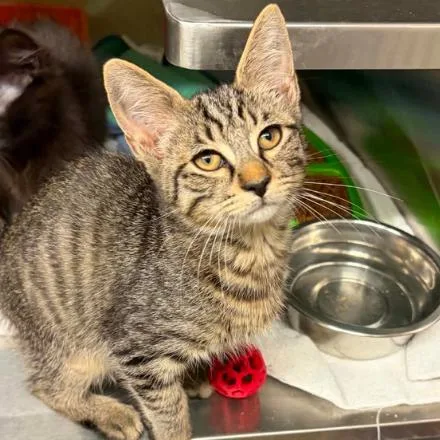 A baby small-sized male Brown / Chocolate Domestic Short Hair cat named Tow Truck for adoption in Concord, NC