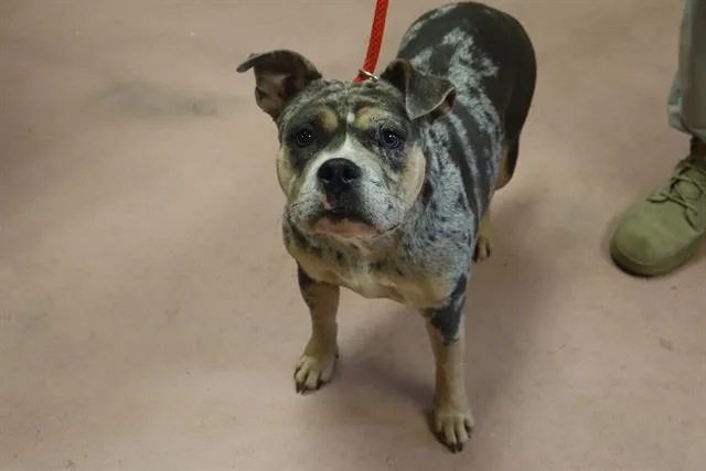 An adult medium-sized female Mixed Breed dog named Blueberry for adoption in Columbia, SC