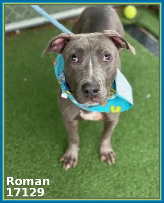 An adult medium-sized male Gray / Blue / Silver Pit Bull Terrier dog named Roman for adoption in Marietta, GA