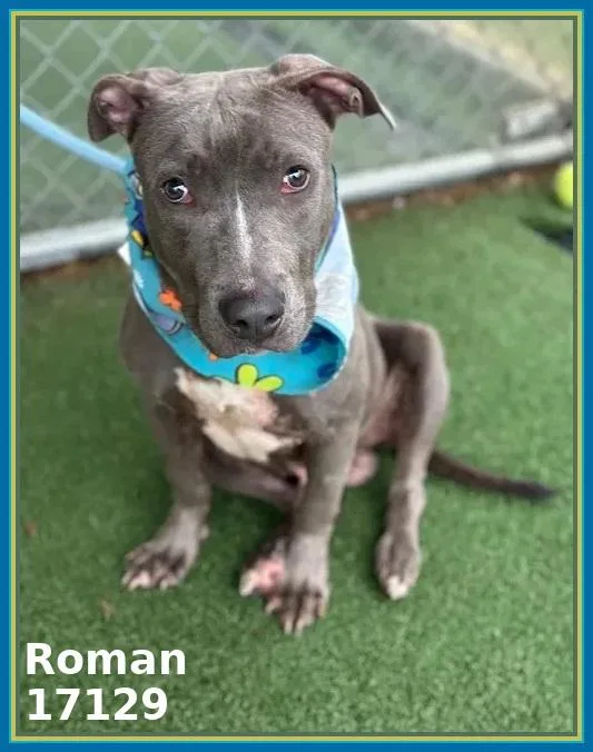 Roman thumbnail 5