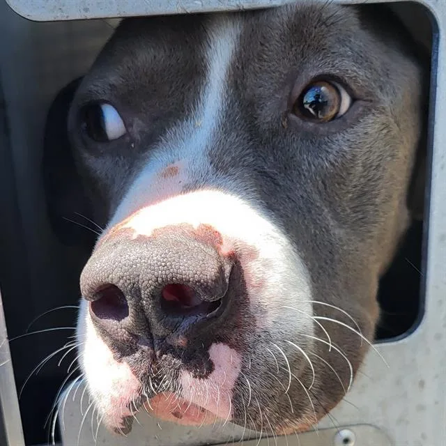 A young medium-sized male American Staffordshire Terrier dog named Odie for adoption in San Antonio, TX