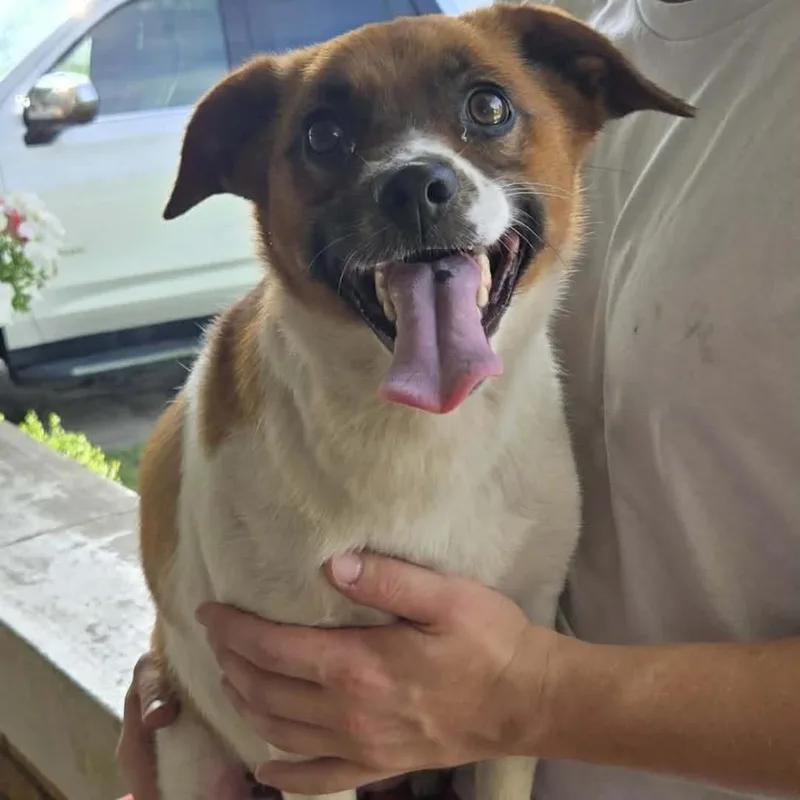 An adult medium-sized female Mixed Breed dog named Piper for adoption in Wadena, MN