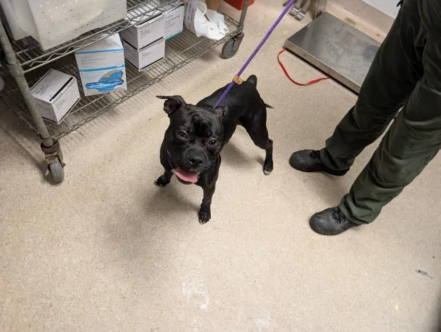 A baby small-sized male Black Boston Terrier dog named Tyson Urgent for adoption in Thousand Oaks, CA