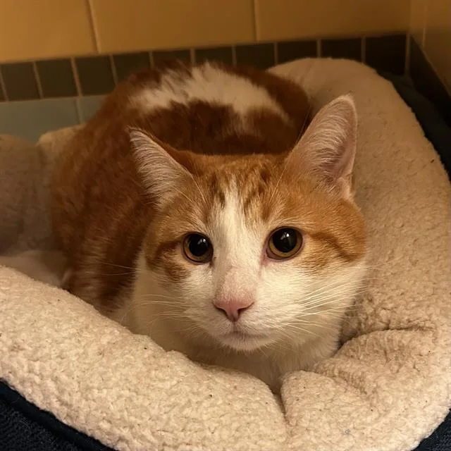 An adult large-sized male Domestic Short Hair cat named Summer for adoption in Denver, CO