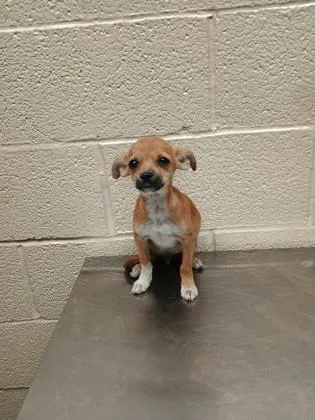 A young small-sized male Chihuahua dog named Todd for adoption in Harlingen, TX