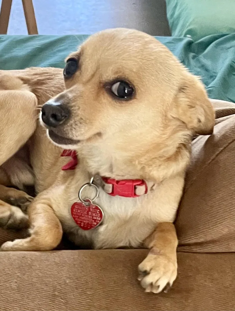 A young small-sized male Yellow / Tan / Blond / Fawn Chihuahua dog named Milo for adoption in Lancaster, CA