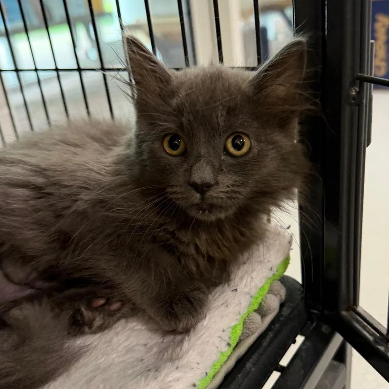 A baby small-sized female Gray / Blue / Silver Domestic Long Hair cat named Cersei for adoption in Hampton Bays, NY