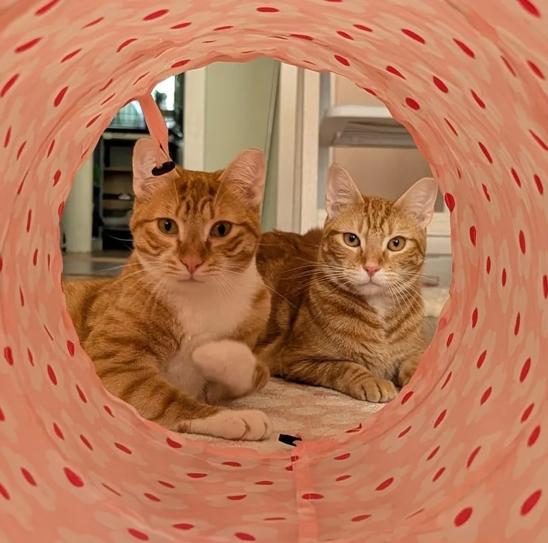 Pumpkin  Bonded With thumbnail 2