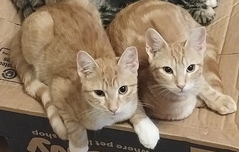 Pumpkin  Bonded With thumbnail 3