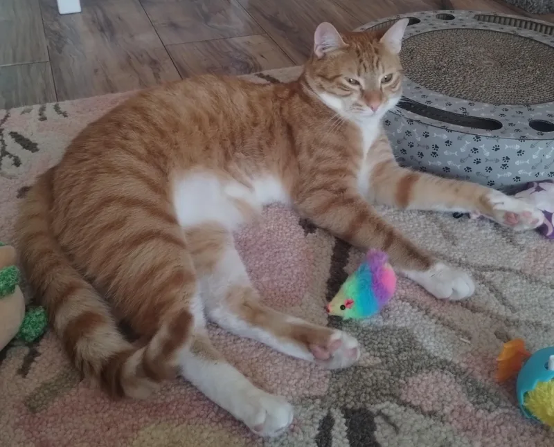 Pumpkin  Bonded With thumbnail 4