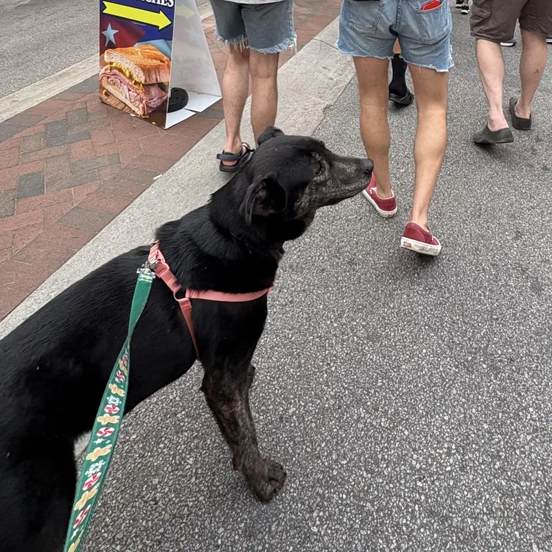 Jeremy Allen White thumbnail 2