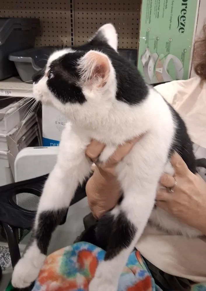 An adult large-sized male Black & White / Tuxedo Domestic Short Hair cat named Snowball for adoption in Deltona, FL