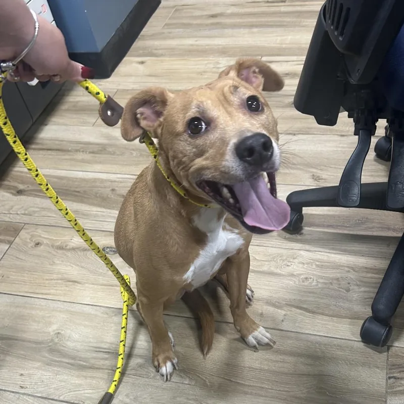 An adult small-sized male Pit Bull Terrier dog named Willie for adoption in Newark, NJ