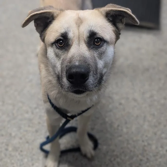 An adult large-sized male Mixed Breed dog named Ed for adoption in West Olive, MI