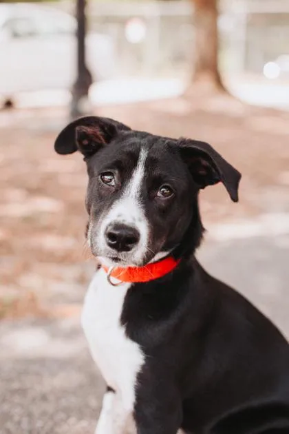 A young small-sized female Border Collie dog named a Georgia for adoption in North Charleston, SC